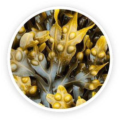 Bladderwrack seaweed