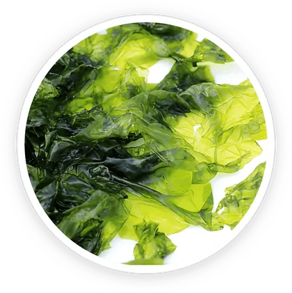Nori yaki seaweed