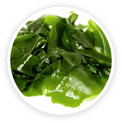 Wakame seaweed